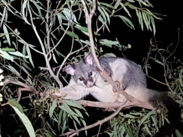 Possum